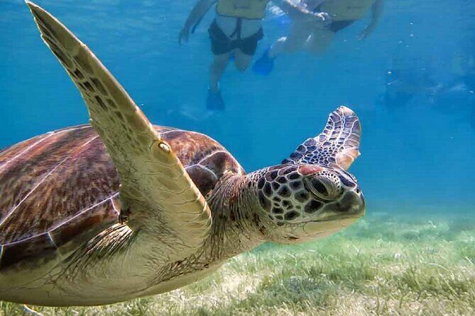 Akumal Bay snorkeling, plus 3 cenotes and great food - Lara & Luca lunch: a real meal after water time
