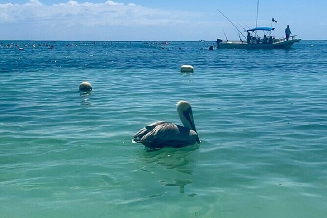 Akumal Bay snorkeling, plus 3 cenotes and great food - Price and value: what $169 covers (and why it can be worth it)