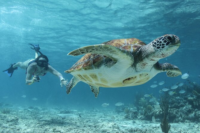 Akumal Cenote Swimming and Snorkeling from Cancun & Costa Mujeres - Key highlights I’d plan around