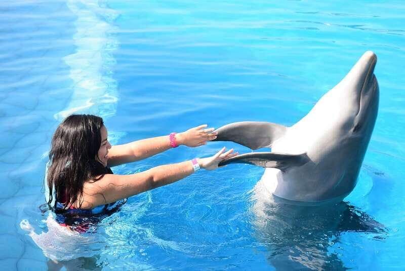 Akumal: Dolphin Encounter - In the Water: Games, Fins, and Dolphin Handshake Moments