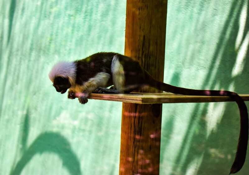 Akumal: Explore the Monkey Sanctuary, ATV Circuit and Cenote - Timing, pacing, and the best way to prepare for a 4-hour day