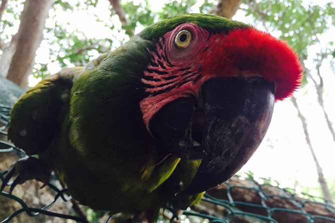 Akumal Monkey Sanctuary - Rescue, rehabilitation, and reintroduction: what this mission actually means