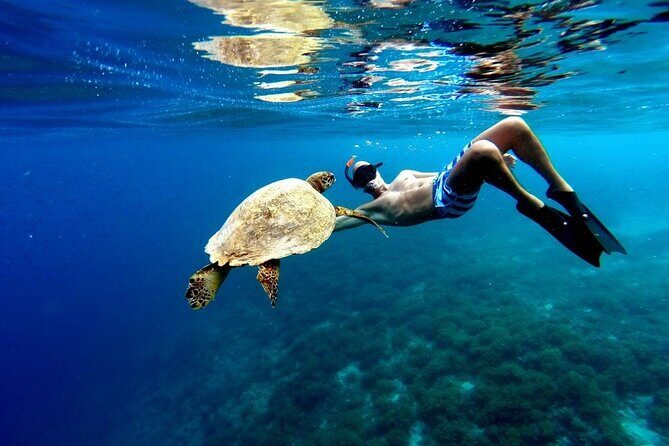 Akumal paradise tour Swimming with Turtles & ancient Tulum Ruins. Lunch included - Key things that make this tour worth your time