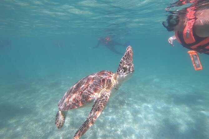 Akumal : Snorkeling with Green Turtles + Photos with GoPro - Key highlights you’ll care about