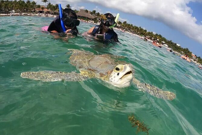 Akumal : Snorkeling with Green Turtles + Photos with GoPro - Turtle Snorkeling in Akumal’s Protected Circuit: the real setup