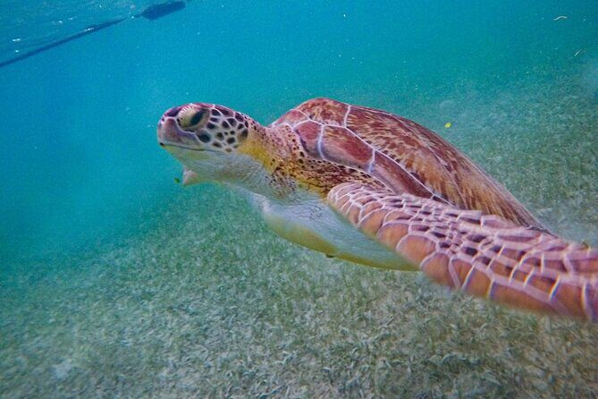 Akumal : Snorkeling with Green Turtles + Photos with GoPro - Your small-group snorkel: how the guide finds turtles