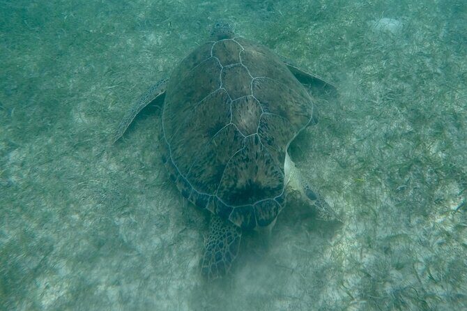 Akumal : Snorkeling with Green Turtles + Photos with GoPro - What you’ll see besides green turtles