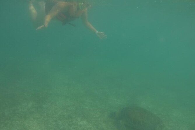 Akumal : Snorkeling with Green Turtles + Photos with GoPro - GoPro photo shoot: how to get memorable shots
