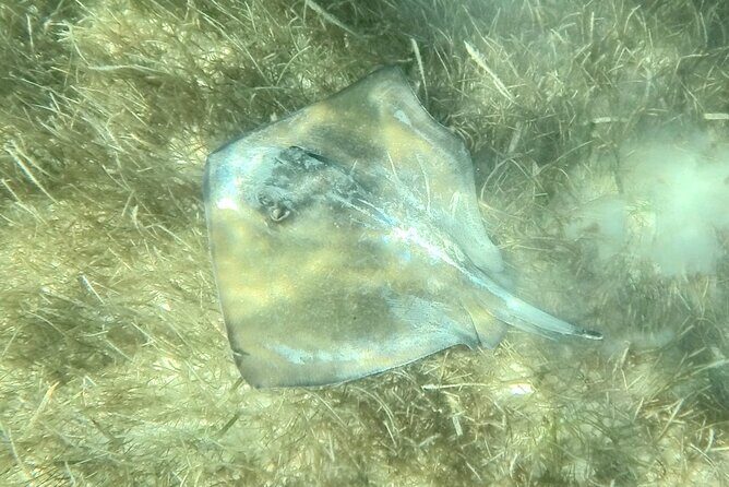 Akumal : Snorkeling with Green Turtles + Photos with GoPro - Price and value: is $41.84 a smart buy?