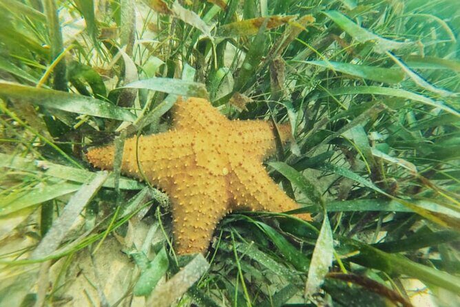 Akumal : Snorkeling with Green Turtles + Photos with GoPro - Who this tour suits (and who should consider a plan B)