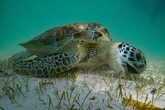 Akumal : Snorkeling with Green Turtles + Photos with GoPro - Meeting at Car Park Turtles and getting ready fast