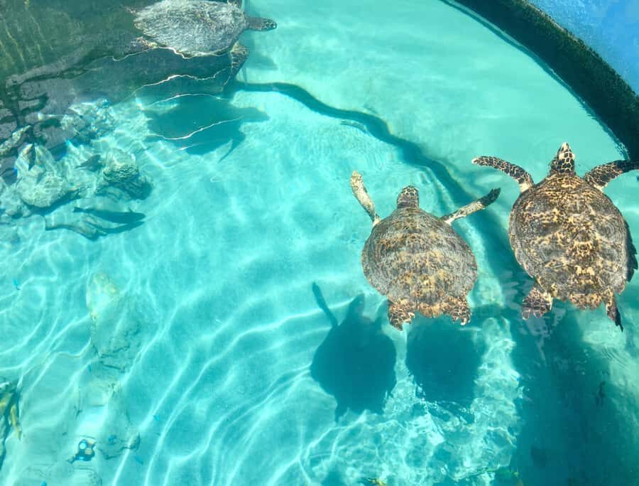 Akumal: Swim with Turtles in a Natural Paradise - Key highlights worth your time