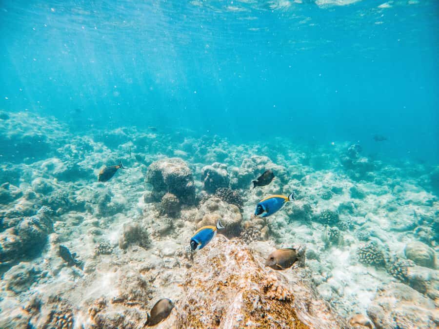 Akumal: Swim with Turtles in a Natural Paradise - Timing and duration: why 1.5 hours works