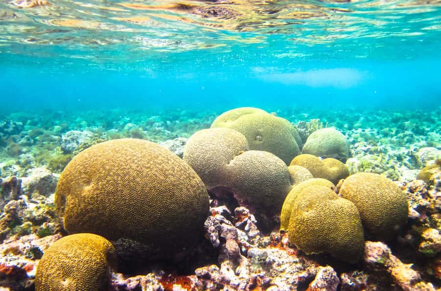 Akumal: Swim with Turtles in a Natural Paradise - Who should book this, and who should skip it