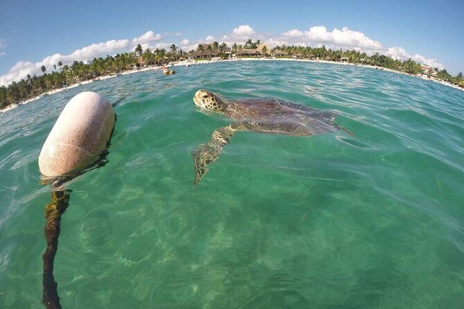 Akumal turtles sanctuary and go pro photos - The swim to Akumal’s seagrass turtle zone: calm water, clear route, real animals