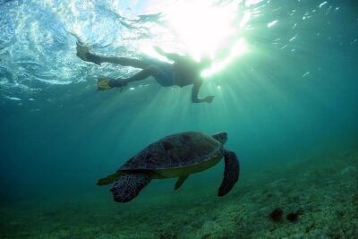 Akumal Turtles, Snorkel Tour from Cancun or Riviera Maya - Akumal Beach Turtle Snorkeling: What You’re Really Signing Up For