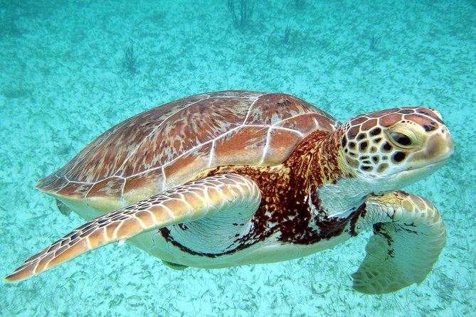 Akumal Turtles, Snorkel Tour from Cancun or Riviera Maya - Price Check: Is $99 Worth It Once You Add the Real Costs?