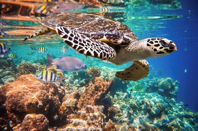 Akumal Turtles, Snorkel Tour from Cancun or Riviera Maya - Should You Book This Akumal and Cenote Combo?