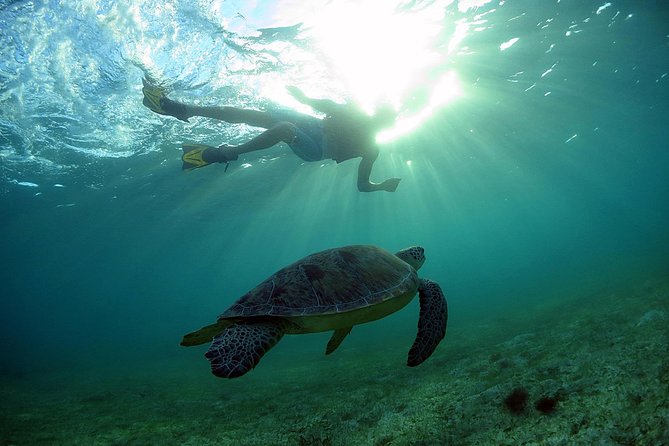 Akumal Turtles, Snorkel Tour from Cancun or Riviera Maya - Akumal Beach Turtle Snorkeling: What You’re Really Signing Up For