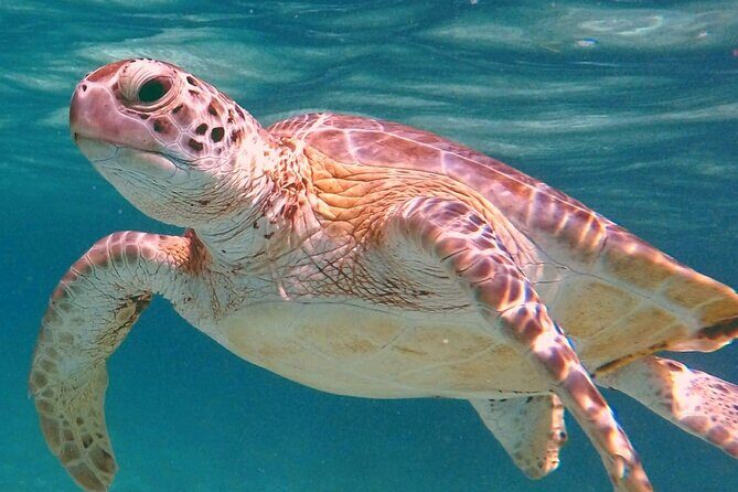Akumal Turtles Snorkeling and GoPro pictures - Key Things to Know Before You Go