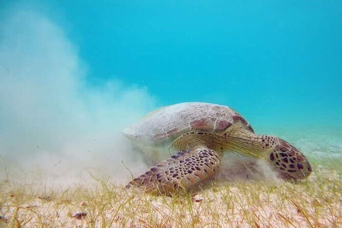 Akumal Turtles Snorkeling and GoPro pictures - The Snorkel Itself: Open Water Swims for Turtles and Corals