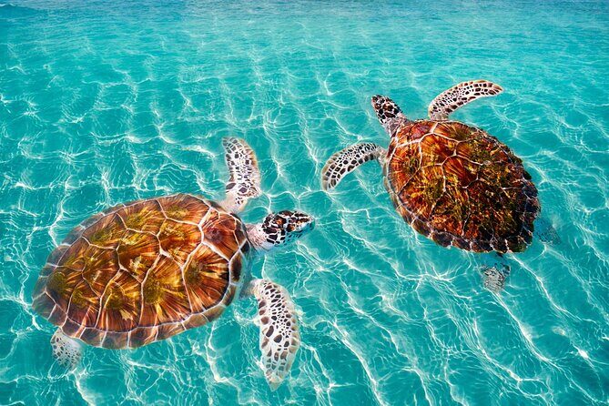 Amazing Adventure in Akumal. Swim with turtles and discover Tulum Ruins. - Two hours in Tulum ruins (plus the Tulum letters photo stop)