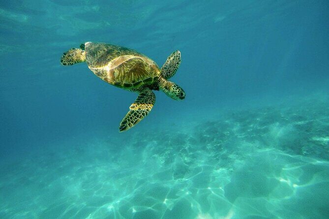 Amazing Adventure in Akumal. Swim with turtles and discover Tulum Ruins. - Turtle snorkeling in Akumal: the main event, with real-world constraints