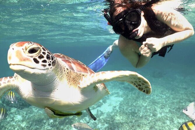 Amazing Adventure in Akumal. Swim with turtles and discover Tulum Ruins. - Price and logistics: what the $139 really turns into