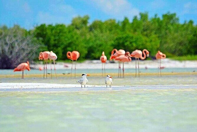 Amazing HOLBOX Full day tour and Cenote swim experience from Cancun! - Price and value: what’s included, plus the mandatory dock fee