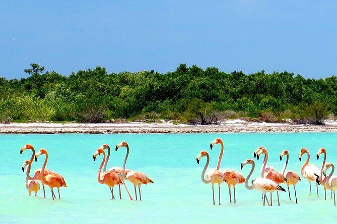 Amazing HOLBOX Full day tour and Cenote swim experience from Cancun! - Practical tips to make the day smoother