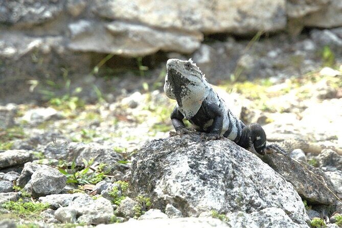 Amazing Jeep Tour Visit Punta Sur Park and San Gervasio Ruins - A Southern-Cozenel Day Plan That Actually Fits 4 Hours
