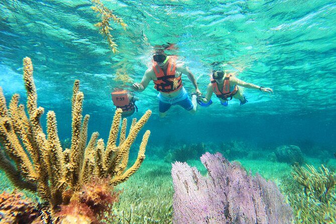 Amazing Snorkeling Experience + Real Mexican Tacos - Key Highlights You Should Actually Care About