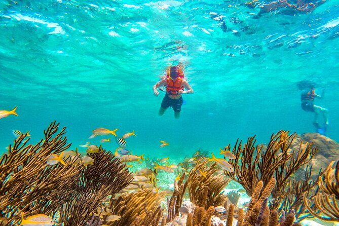 Amazing Snorkeling Experience + Real Mexican Tacos - National Reef Park Stop: Fish Colors, Eagle Rays, and Turtle Odds