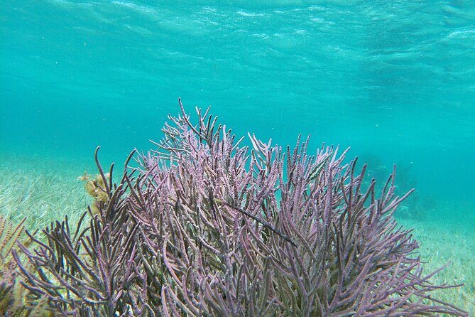 Amazing Snorkeling Experience + Real Mexican Tacos - Puerto Morelos Magic Town Time: Where the Tacos Actually Happen