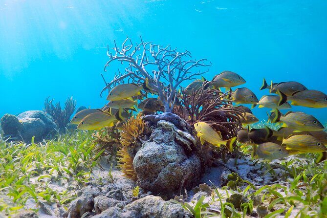 Amazing Snorkeling Experience + Real Mexican Tacos - Pace, Group Size, and Weather: The Stuff That Changes the Day