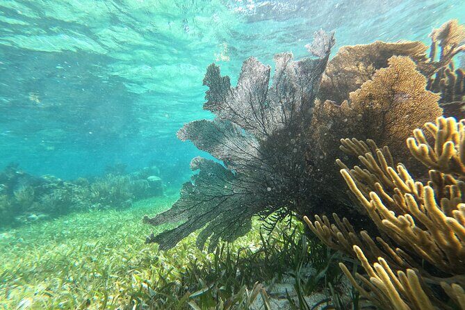 Amazing Snorkeling Experience + Real Mexican Tacos - What I’d Bring (So You Don’t Get Stuck Buying Things)