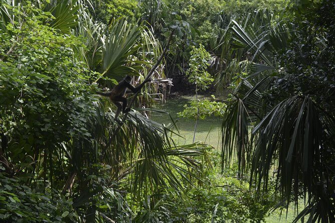 Ancient Chacchoben Mayan Ruins from Costa Maya - Your guide experience: the English help that makes ruins make sense