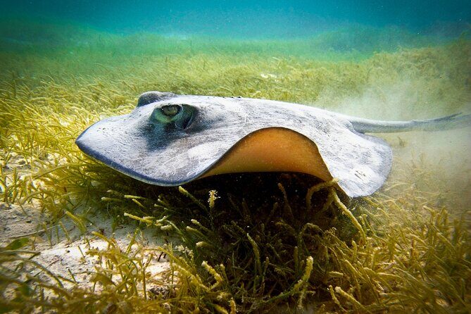 Aquatic Paradise in Tulum: Snorkel Yalku, Swim Cenote & Kaan Luum - Snorkel Yal-ku, Swim Cenotes, and See Kaan Luum in One Morning
