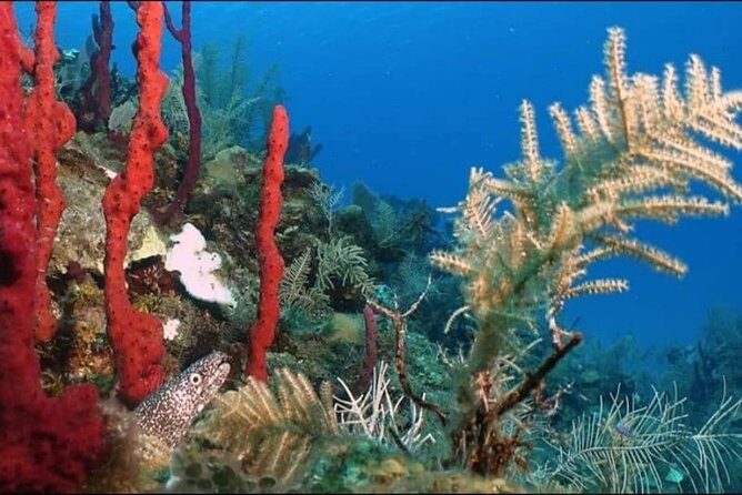 Aquatic Wonderland: Discover Meso's Magic" - Why Mahahual’s Mesoamerican Barrier Reef Day Works So Well