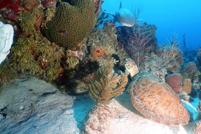 Aquatic Wonderland: Discover Meso's Magic" - Choosing the Best Underwater Stops: Experience and Visibility