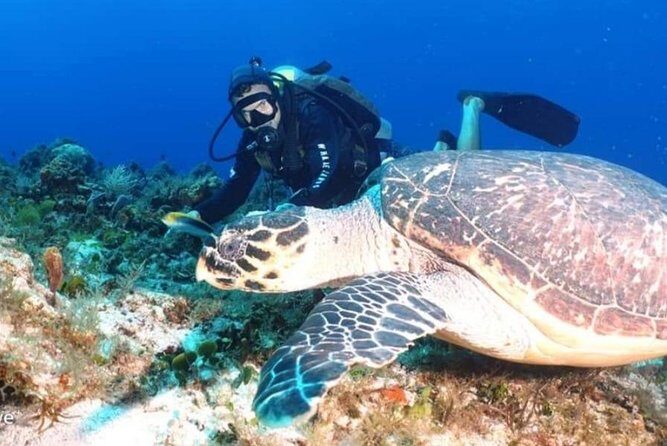 Aquatic Wonderland: Discover Meso's Magic" - Meeting at Alux Divers and Getting Fitted Right