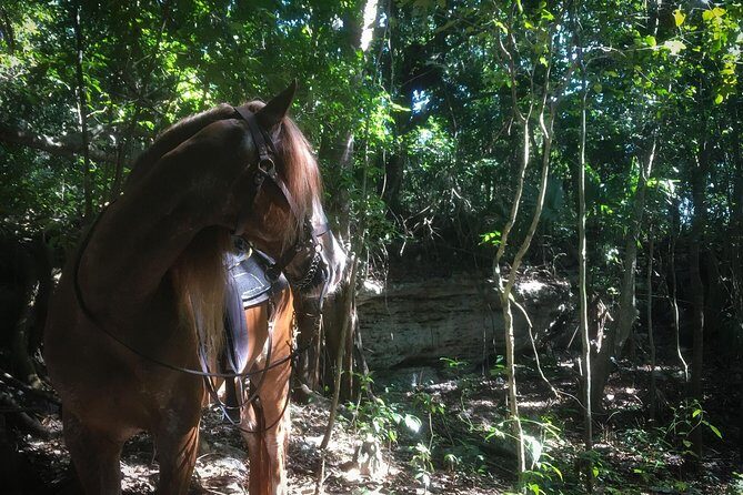 Award-winning Classic Horseback Ride (max. 6 riders) - Morning vs Afternoon: Coffee, Wine, and the Best Time to Go