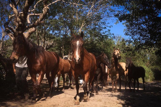 Award-winning Classic Horseback Ride (max. 6 riders) - The Ranch Setup: Waiver, Helmets, and Mosquito Repellent