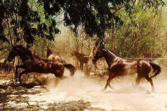Award-winning Private Classic Horseback Ride - How Rancho Baaxal matches you with your horse