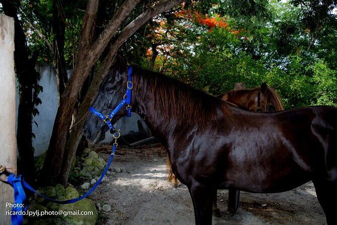 Award-winning Private Classic Horseback Ride - The 9:30am and 2:00pm rides: what the route feels like