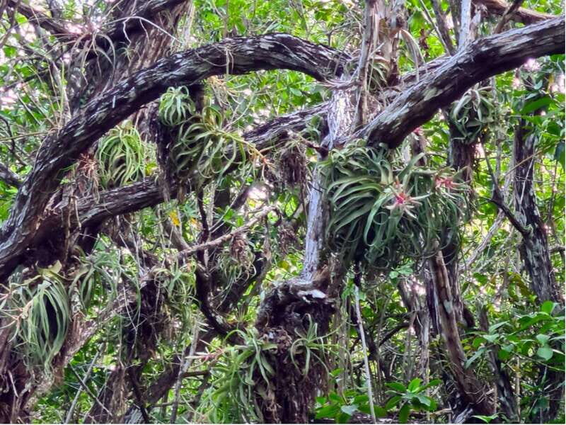 Bacalar: Explore the Pirate Route and Laguna Islet. - Kayaking hidden streams: the quiet part you’ll remember