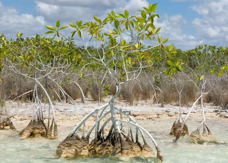 Bacalar: Full Day Kayak Rental in the Lagoon of Seven Colors - When the Lagoon Gets Noisy: Jet Skis and Motorboats Reality Check