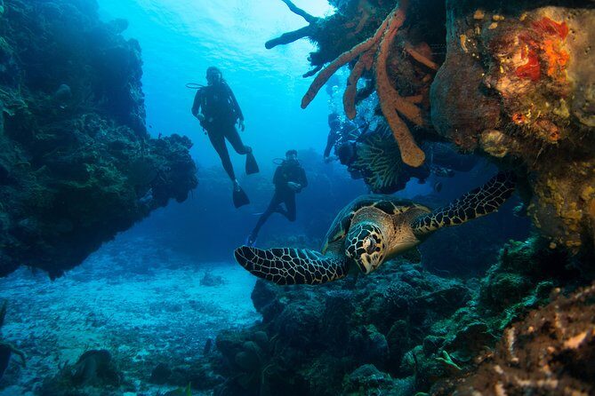 Basic Diver - Bautismo - Two reef sessions: what “two different reefs” means for your day