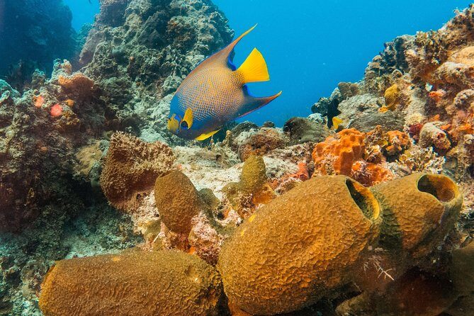 Basic Diver - Bautismo - Equipment, insurance, and bottled water: where the $145 is really going