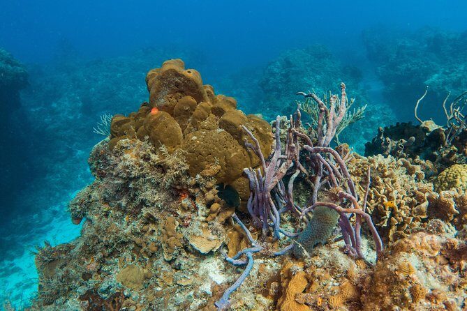 Basic Diver - Bautismo - Who should book Basic Scuba Baptism in Playa del Carmen